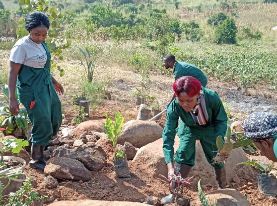 Wealth creation among a community youth group with tree growing