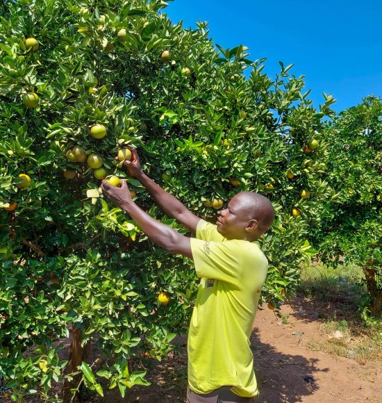 Agriculture